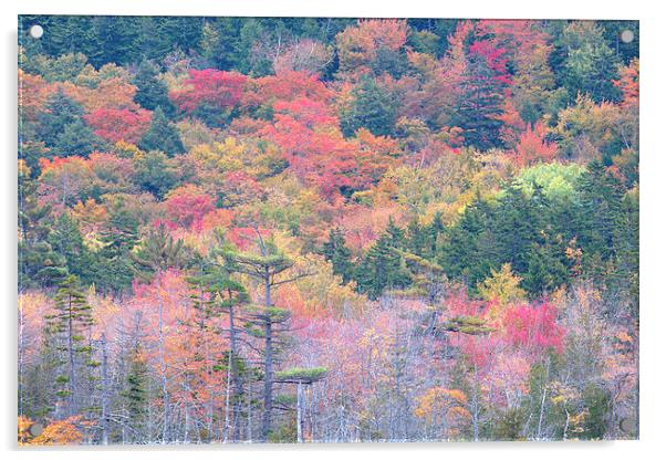 Fall Colors In Acadia National Park, Maine, USA Acrylic by David Roossien