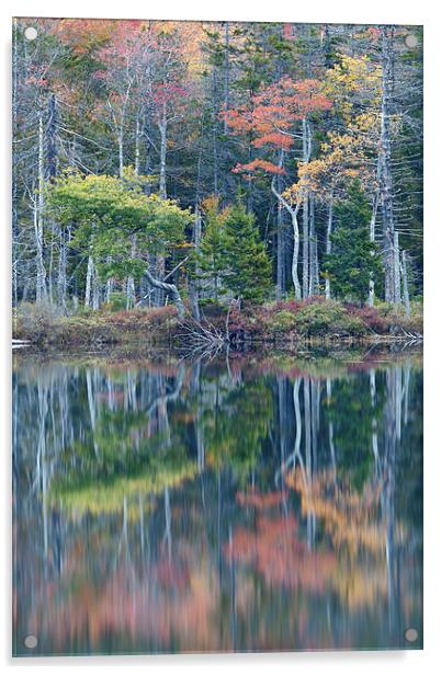 Reflection, Maine Acrylic by David Roossien