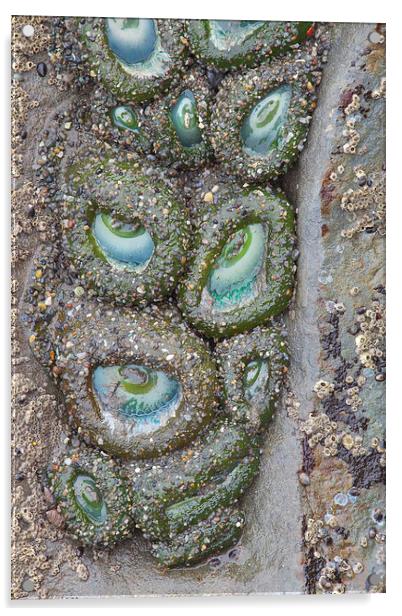 Anemone Eyes, Ruby Beach, Washington Acrylic by David Roossien