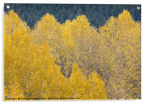 Wavy Aspen Tops, Stevens Pass, Washington, USA Acrylic by David Roossien