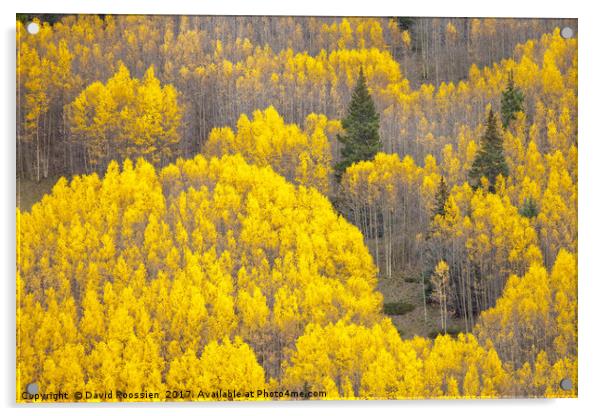 Missouri Hill Aspens, Leadville, Colorado, USA Acrylic by David Roossien