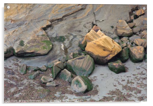 Harbor Seal, Whale Cove, Oregon, USA Acrylic by David Roossien