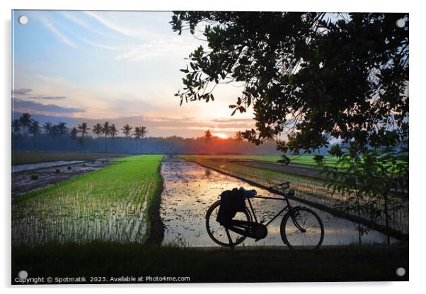 Sunset Java Indonesian bicycle rice paddy fields Asia Acrylic by Spotmatik 