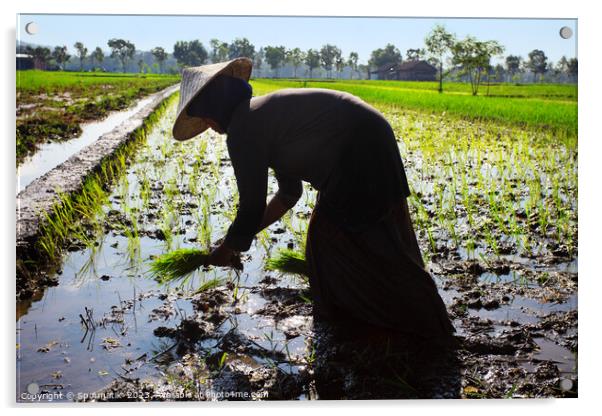 Java Indonesia female worker planting rice seedlings Asia Acrylic by Spotmatik 