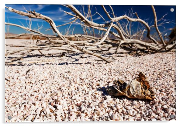 Salton Sea landlocked sea bed fish skeleton California  Acrylic by Spotmatik 