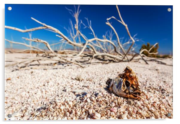 Salton Sea landlocked sea bed fish skeleton California  Acrylic by Spotmatik 