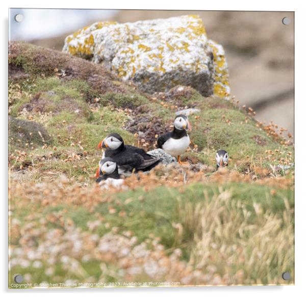 Lundy Puffins Acrylic by Stephen Thomas Photography 