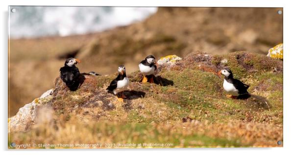 Lundy Puffins: Nature's Vibrant Charms Acrylic by Stephen Thomas Photography 