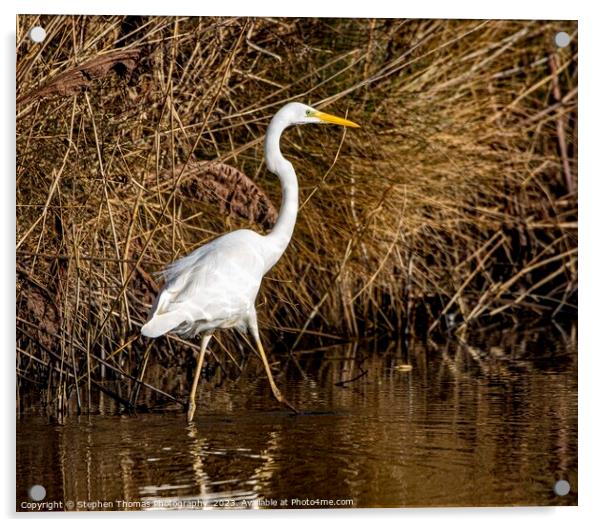 Spectacular Great White Egret in Wetlands Acrylic by Stephen Thomas Photography 