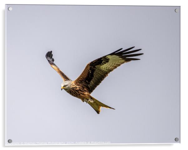 Majestic Gliding Red Kite Acrylic by Stephen Thomas Photography 