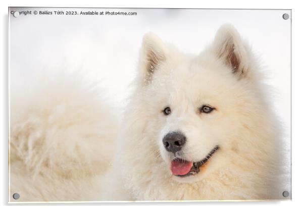 Smiling samoyed Acrylic by Balázs Tóth