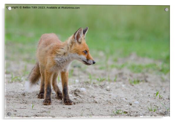 A fox standing in the grass Acrylic by Balázs Tóth