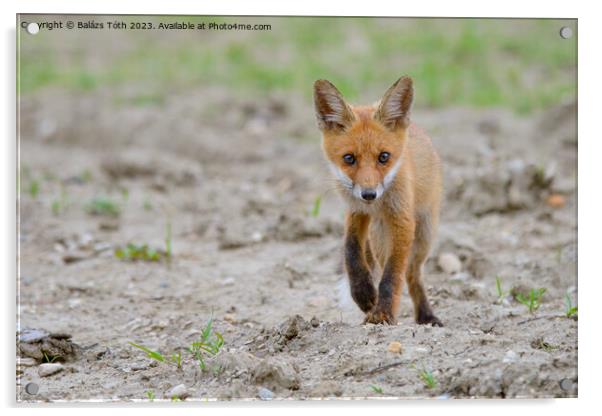 A fox walking in the sand Acrylic by Balázs Tóth