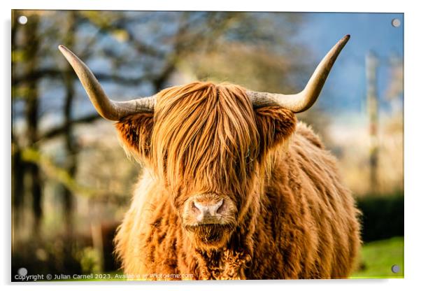 Highland Cow in the Lake District Acrylic by Julian Carnell