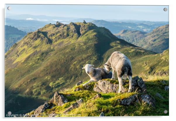 Herdwick sheep facing Helm Crag Grasmere Acrylic by Julian Carnell
