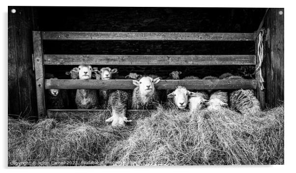 Herdwick sheep in barn Acrylic by Julian Carnell