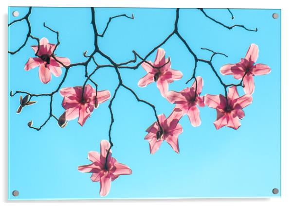 Magnolia Acrylic by William Starkey