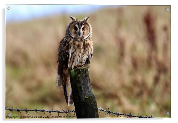 Long Eared Owl  Acrylic by Gemma De Cet
