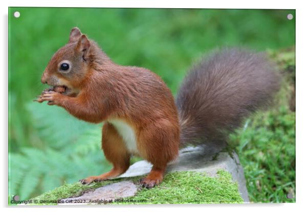 A red squirrel eating a hazelnut  Acrylic by Gemma De Cet