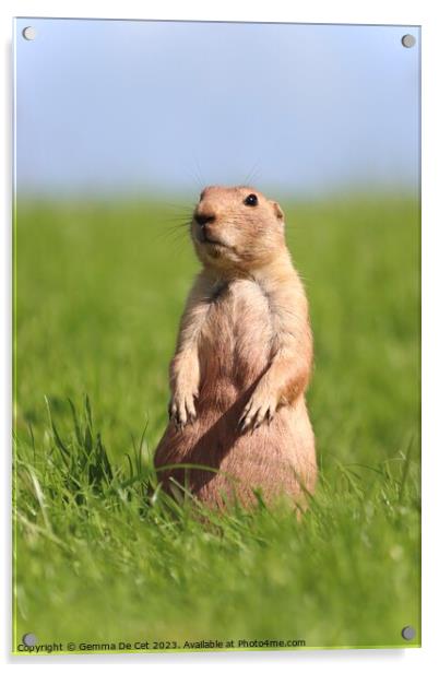 Gopher standing up in a field Acrylic by Gemma De Cet