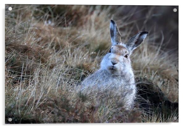 White Mountain Hare, Peak District  Acrylic by Gemma De Cet