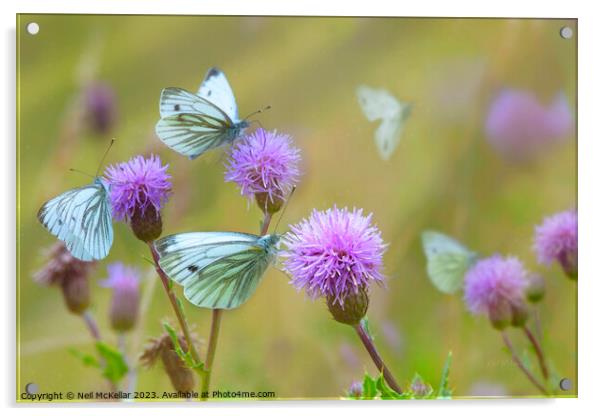Butterflies on Thistles Acrylic by Neil McKellar