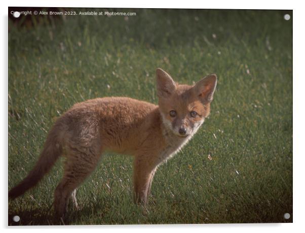 Fox Fox Acrylic by Alex Brown