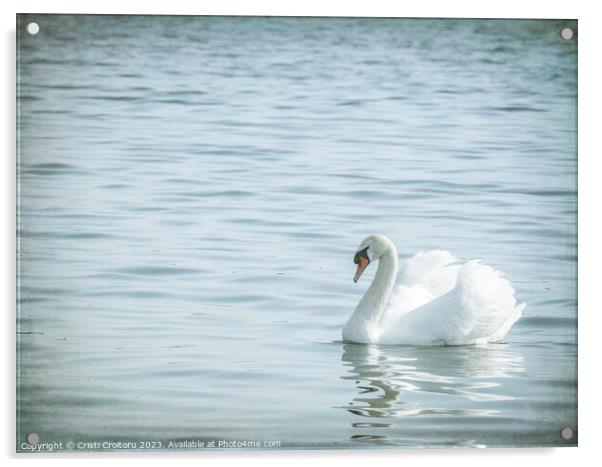 Graceful white swan (Cygnus olor) swimming on a lake or sea Acrylic by Cristi Croitoru