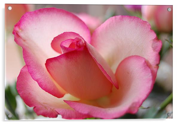 lovely rose Acrylic by Dorianne Austin
