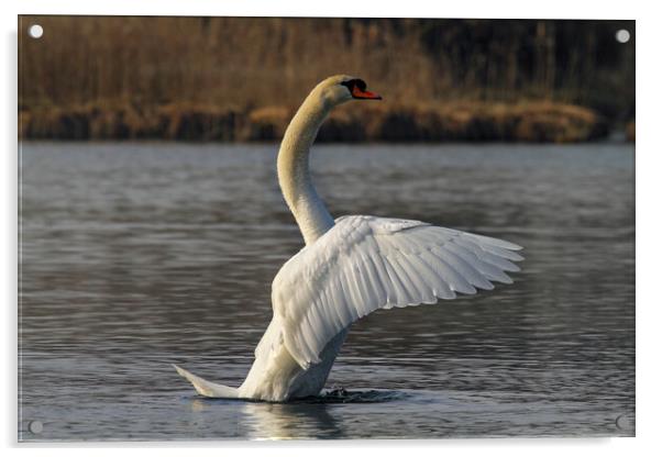 River Waal Swan Acrylic by Steve Smith