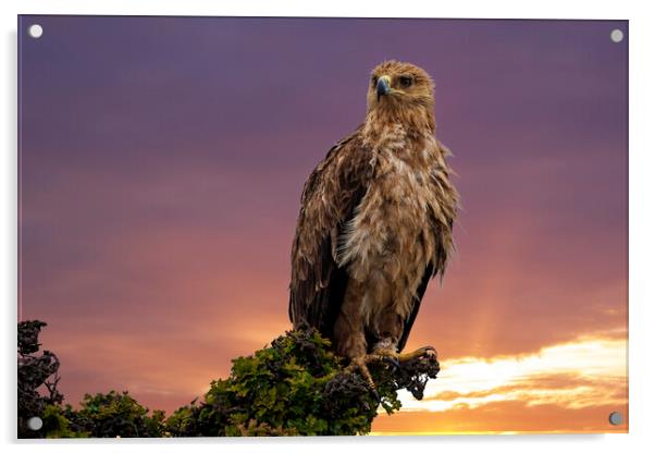 African Tawny Eagle Acrylic by Steve Smith