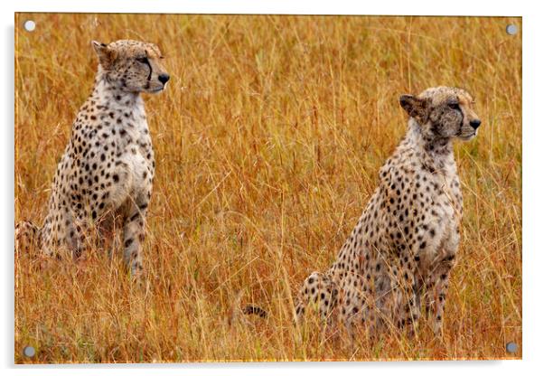 Cheetahs Acrylic by Steve Smith