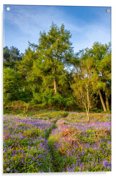 Enchanting Newton Woods near Roseberry Topping Acrylic by Steve Smith