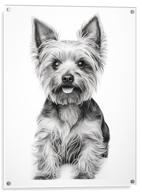 Pencil Drawing Yorkshire Terrier Acrylic by Steve Smith