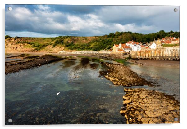 Seagull feed at Robin hoods Bay Acrylic by Tim Hill