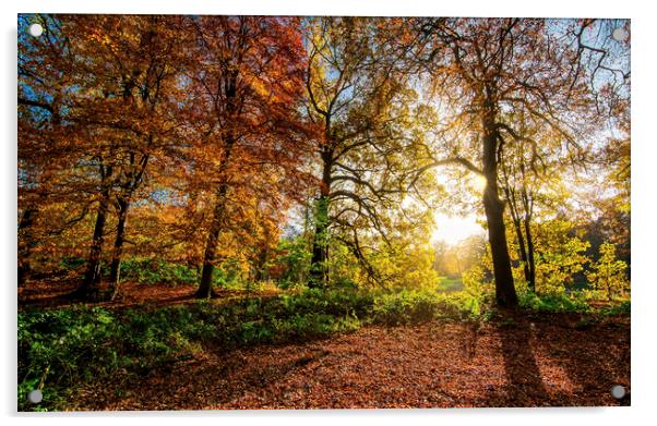Radiant Autumn Sunrise Acrylic by Tim Hill