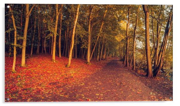 Autumn Woodland Newmillerdam Wakefield Acrylic by Tim Hill