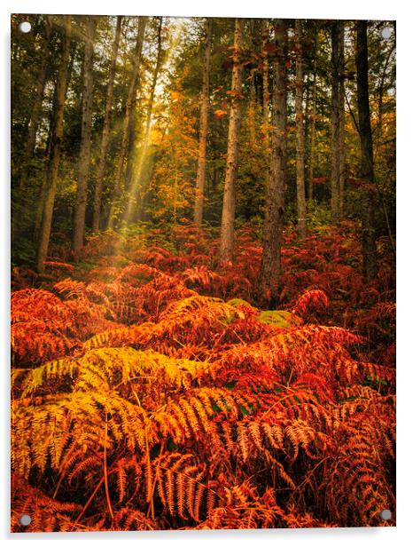 Enchanting Autumn Wonderland Acrylic by Tim Hill