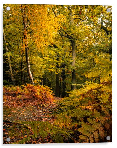 Serene Autumn Woodland Scene Acrylic by Tim Hill