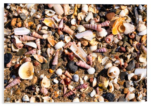 Broken seashells Acrylic by Tim Hill