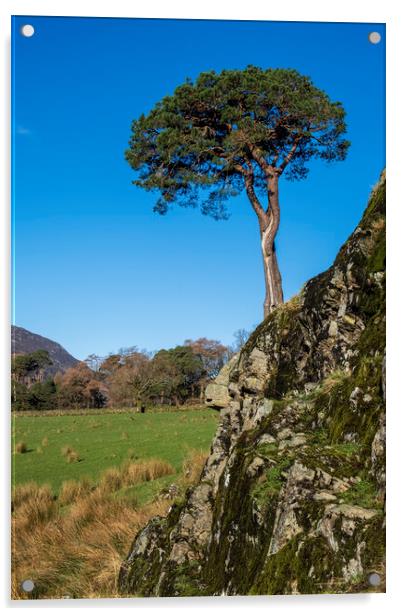 Tree on a rock Lake District Cumbria Acrylic by Tim Hill