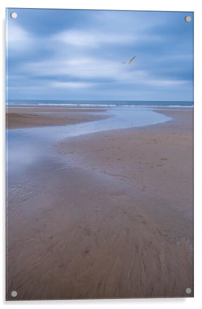 Filey Beach Seagull Acrylic by Tim Hill