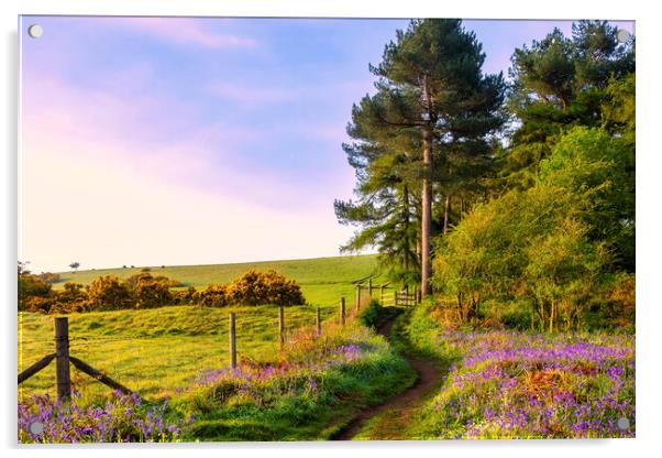 Bluebells around Newton Woods Acrylic by Tim Hill