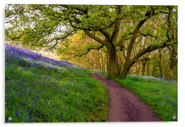 Bluebell Woods North Yorkshire Acrylic by Tim Hill