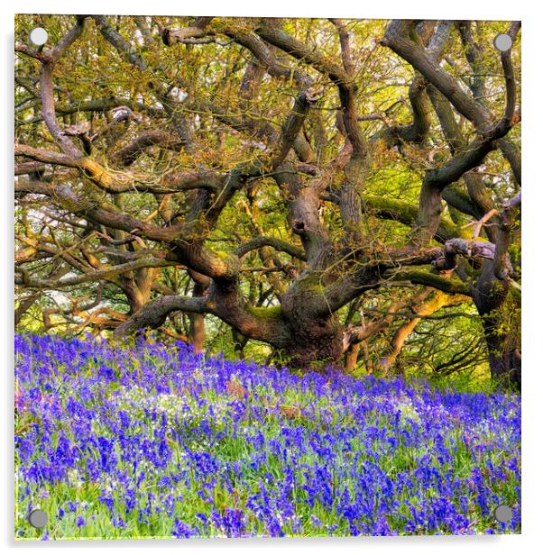 Bluebells and Tangles Oak Trees Acrylic by Tim Hill
