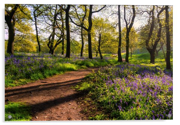 Bluebell Woods: Beautiful Newton Woods Acrylic by Tim Hill