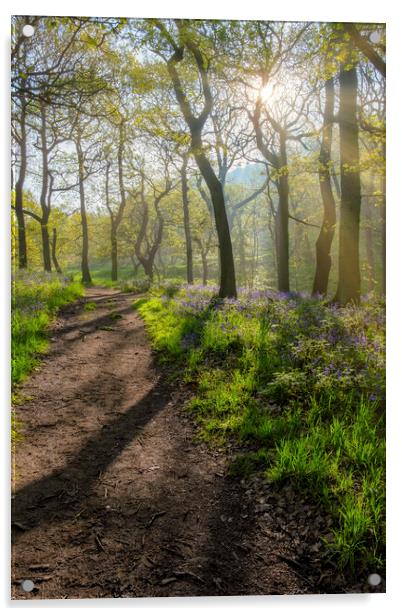 Serene woodland Scene Acrylic by Tim Hill