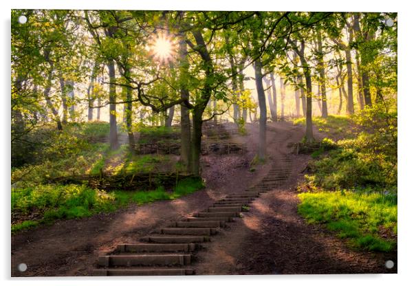 Newton Woods: Sunrise Light at North Yorkshire Acrylic by Tim Hill