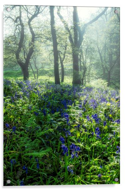 Bluebells: Misty and Moody Newton Woods Acrylic by Tim Hill