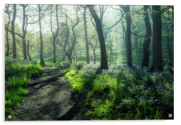 Bluebells: Misty and Moody Newton Woods Acrylic by Tim Hill